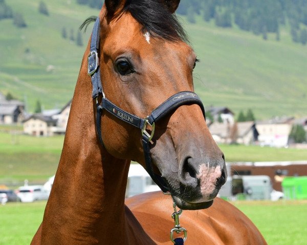 Zuchtstute Deva V. Schloesslihof CH (Schweizer Warmblut, 2010, von Davidoff R vom Schlösslihof (...)