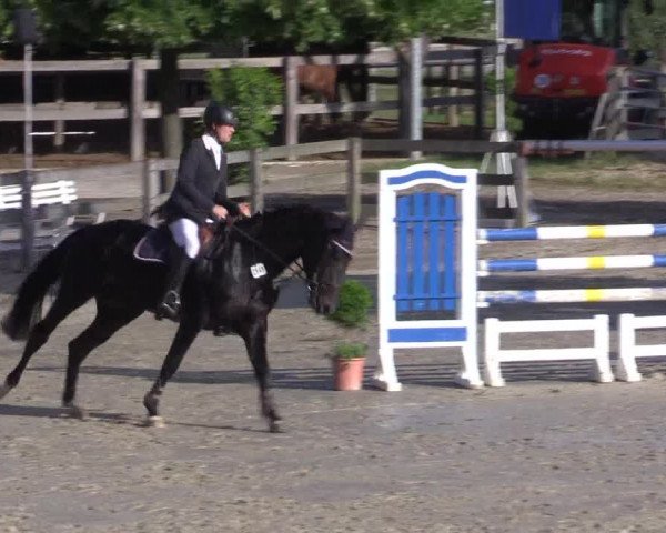 Reitturnier Münster-Roxel 2015
