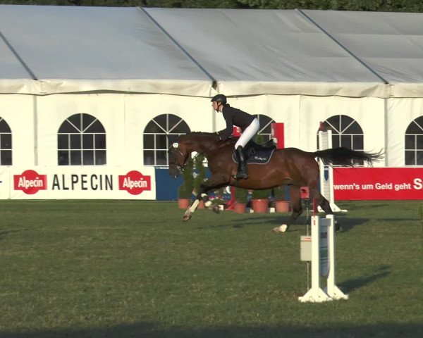 FEI Reitturnier Steinhagen (GER) 2015