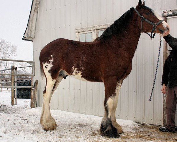 stallion Majestic Dream's Royal Prince (Clydesdale, 2008, from Deighton Telstar)