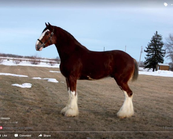 Pferd Calico Master Link (Clydesdale, 2014, von Hatfield Dagger)