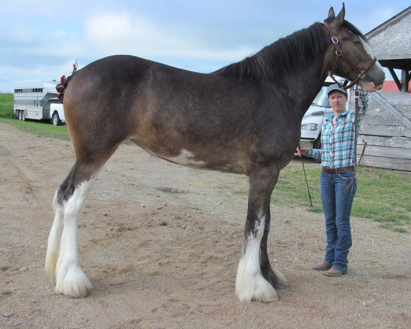 broodmare Madsen's Fashion Kate (Clydesdale, 2011, from Madsen's Rising Tide)