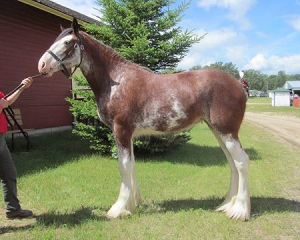 Pferd Madsen's Carnaff Heather (Clydesdale, 2015, von Carnaff Sensation)