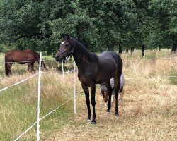 horse Stute von D-Power AT / Durello (Westphalian, 2018, from D-Power AT)