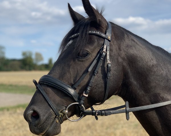dressage horse Black Moonlight (German Riding Pony, 2013, from Top Berlin)