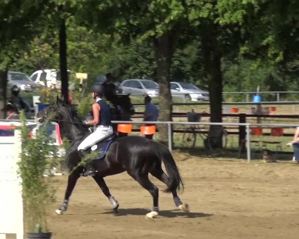 Reitturnier Grefrath - Reitanlage Heitzerend 2015