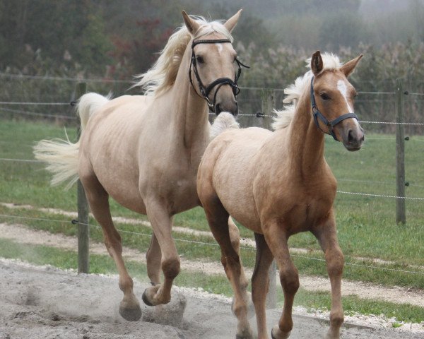 Zuchtstute Mira Kinska (Kinsky-Pferd, 2018, von Wolkenwind)