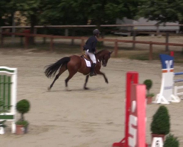 Reitturnier Münster-Roxel 2015