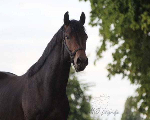 Pferd Kenkini LS (KWPN (Niederländisches Warmblut), 2015, von Apache)