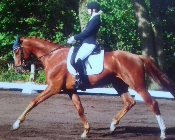 Dressurpferd Quentin 134 (Hannoveraner, 2012, von Quaterhall)