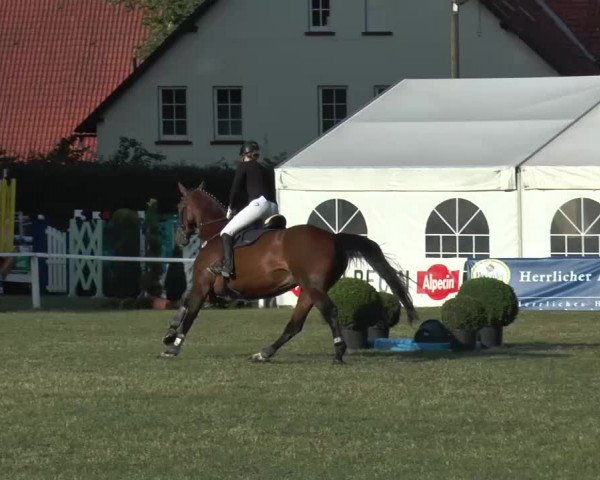 FEI Reitturnier Steinhagen (GER) 2015