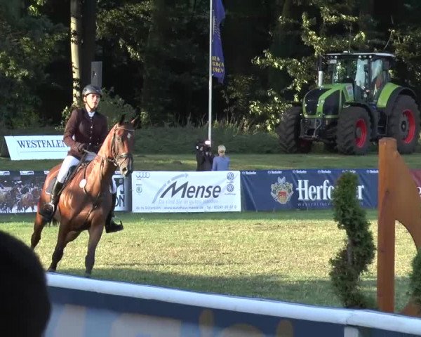 FEI Reitturnier Steinhagen (GER) 2015
