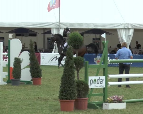 FEI Reitturnier Steinhagen (GER) 2015