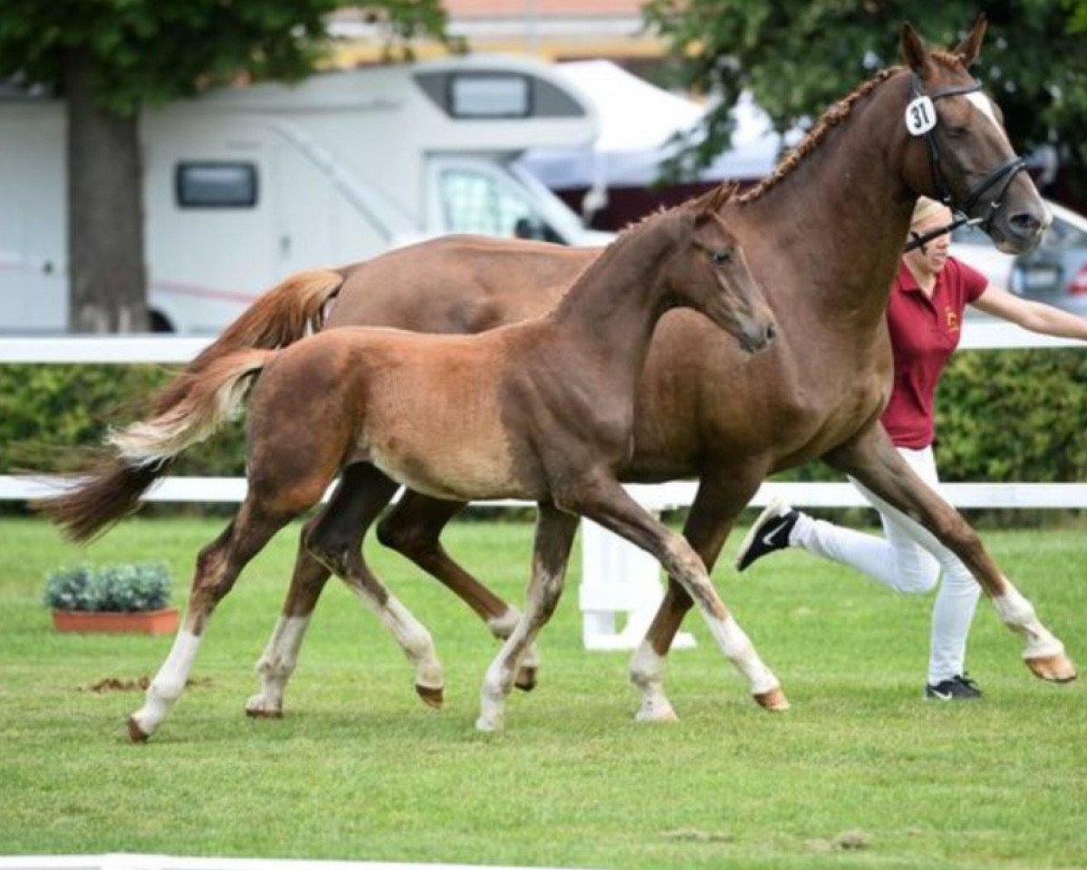 Zuchtstute Lafee (Deutsches Sportpferd, 2008, von Lauries Crusador xx)