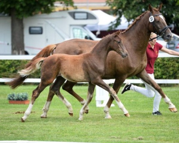 broodmare Lafee (German Sport Horse, 2008, from Lauries Crusador xx)