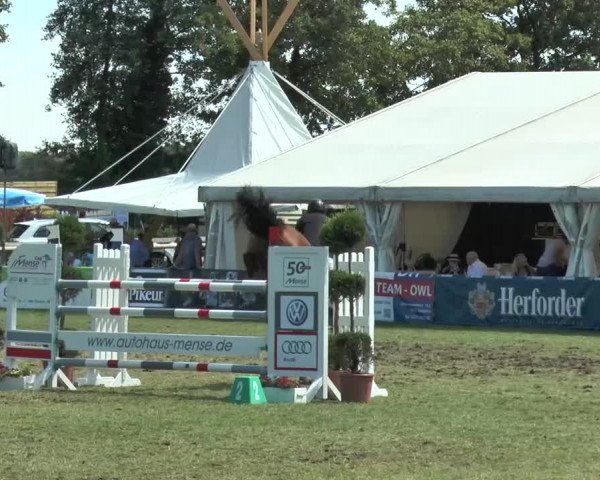 FEI Reitturnier Steinhagen (GER) 2015