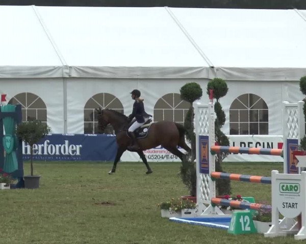 FEI Reitturnier Steinhagen (GER) 2015