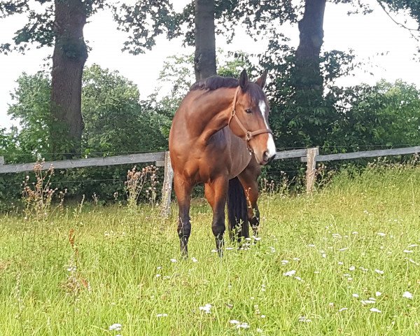 jumper Franceska S (Hanoverian, 1999, from Falkenstern II)