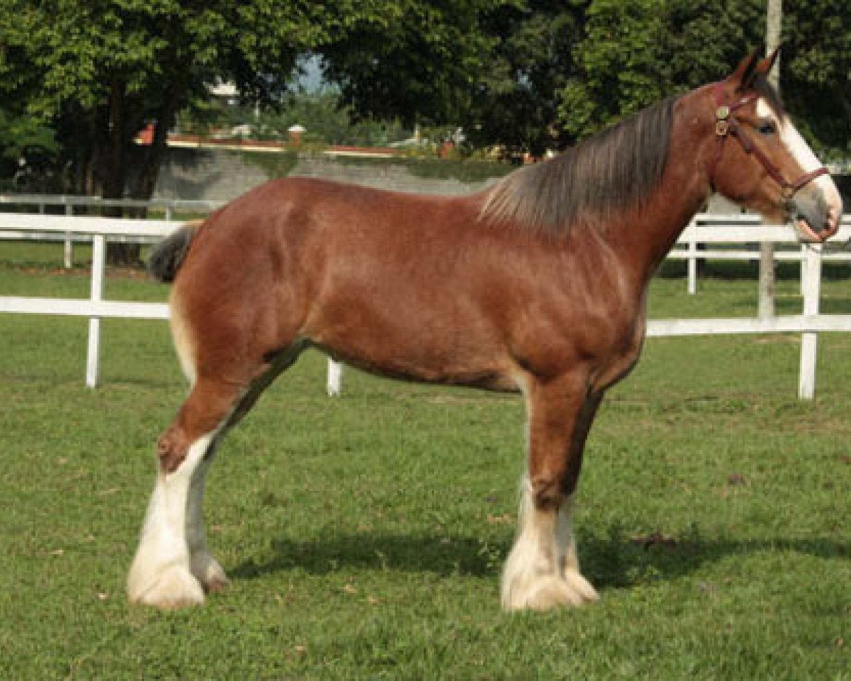 broodmare Mabel of Double H (Clydesdale, 2005, from Cedarlane Rex)