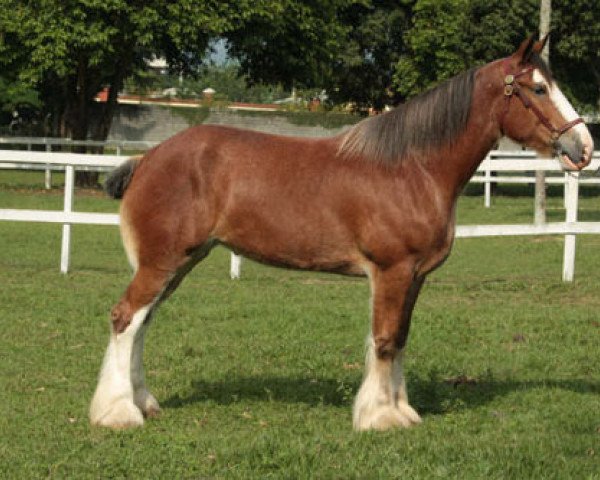 broodmare Mabel of Double H (Clydesdale, 2005, from Cedarlane Rex)