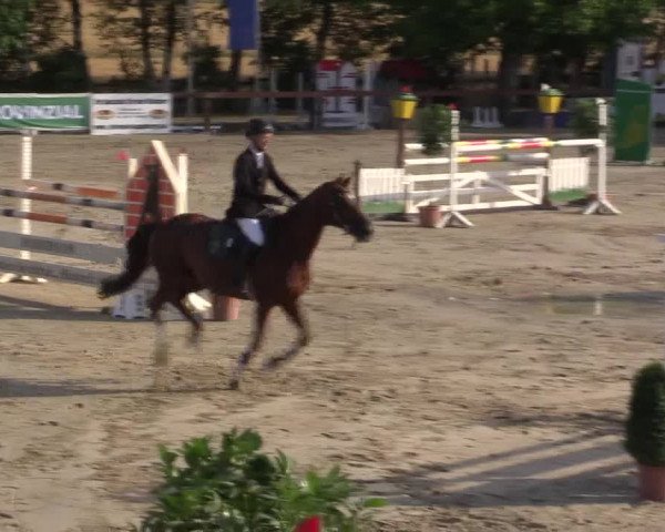 Reitturnier Münster-Roxel 2015