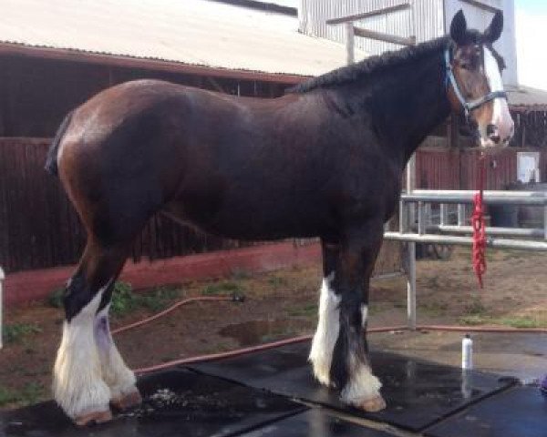 horse Lynden Manor Precious Jewel (Clydesdale, 2003, from S B H Phoenix)