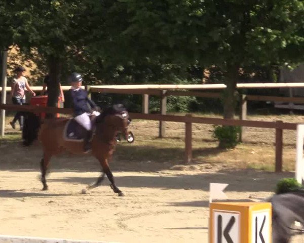 Reitturnier Münster-Roxel 2015