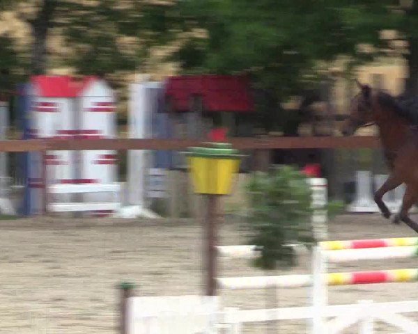 Reitturnier Münster-Roxel 2015