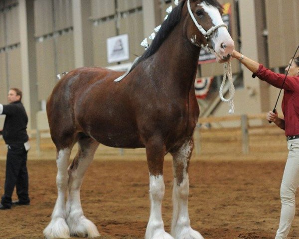 Zuchtstute Love's Heather (Clydesdale, 2012, von 2S Shea's Lad Mcandrew)