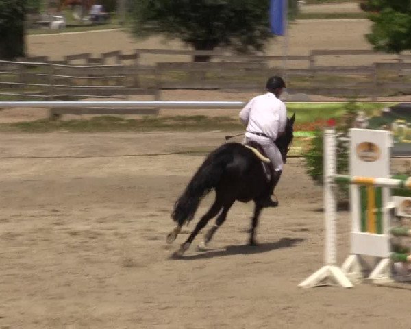 Reitturnier Münster-Roxel 2015