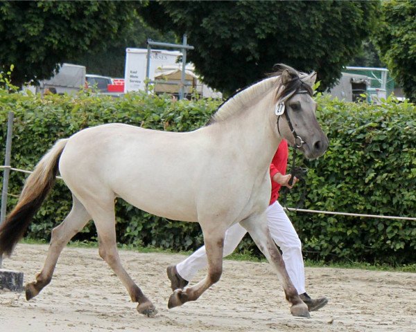 broodmare Galina (Fjord Horse, 2012, from Kalino)