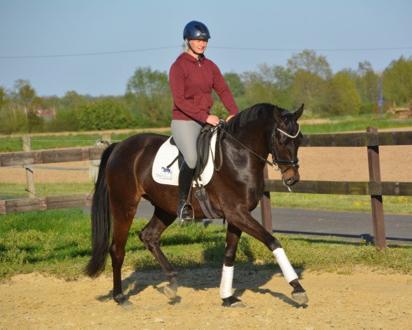 horse Fürstengold WF (Westphalian, 2017, from Fürstenball)