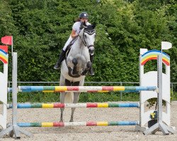 jumper Greywen (Hanoverian, 2013, from Grey Top)