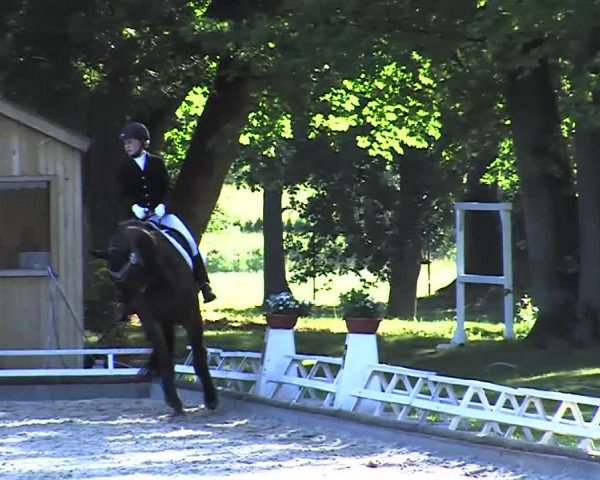 Reitturnier Redefin 2015