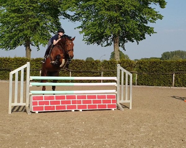 jumper Caja Lou (Hanoverian, 2014, from Commissario) jumper Caja Lou (Hanoverian, 2014, from Commissario)