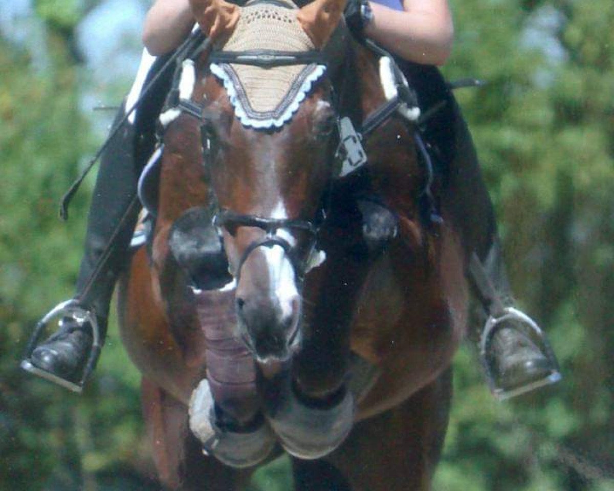 Springpferd Coolio 10 (Oldenburger, 1996, von Contender)