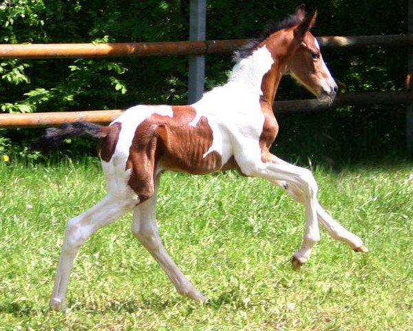 horse Sukarno 6 (Oldenburg, 2015, from Semper)