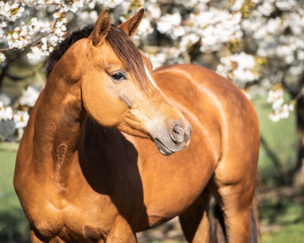 Pferd Holly (Trakehner, 2014, von Couracius)