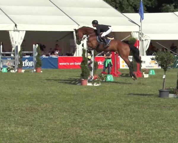 FEI Reitturnier Steinhagen (GER) 2015