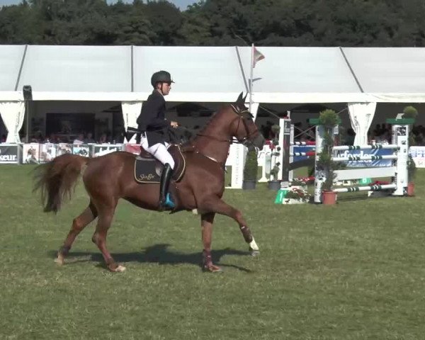 FEI Reitturnier Steinhagen (GER) 2015