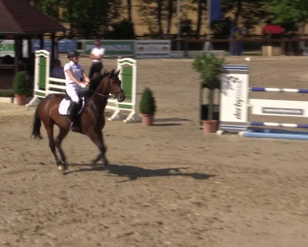 Reitturnier Münster-Roxel 2015