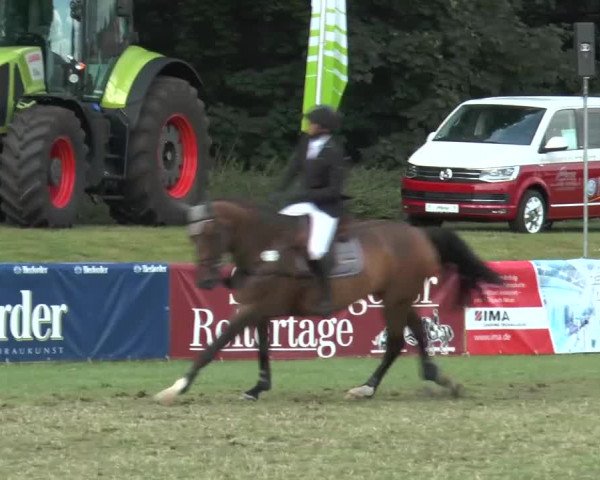 FEI Reitturnier Steinhagen (GER) 2015