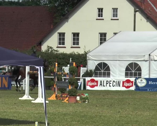 FEI Reitturnier Steinhagen (GER) 2015
