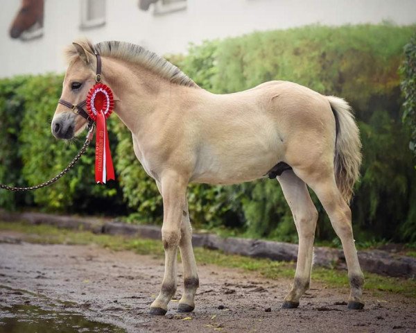 horse Leonidas (Fjord Horse, 2018, from Legolas)