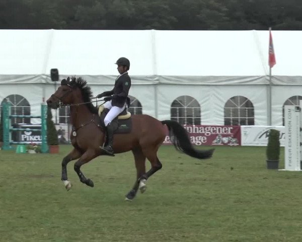 FEI Reitturnier Steinhagen (GER) 2015