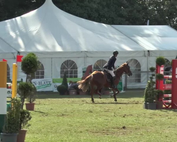 FEI Reitturnier Steinhagen (GER) 2015