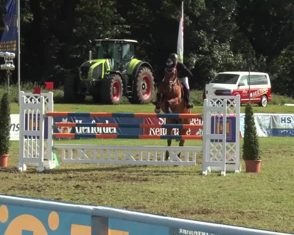 FEI Reitturnier Steinhagen (GER) 2015