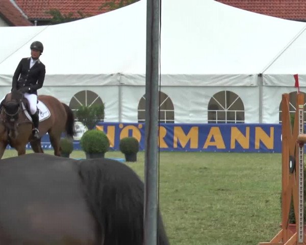 FEI Reitturnier Steinhagen (GER) 2015
