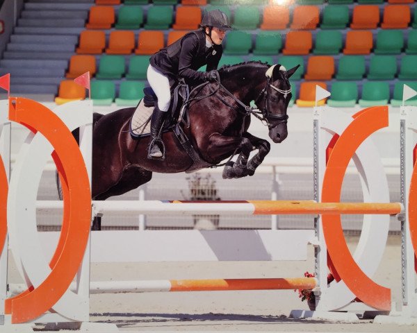 Springpferd Bluebelle Le Vainqueur CH (Welsh, 2011, von Simply the Best TCF)