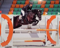 Springpferd Bluebelle Le Vainqueur CH (Welsh, 2011, von Simply the Best TCF)